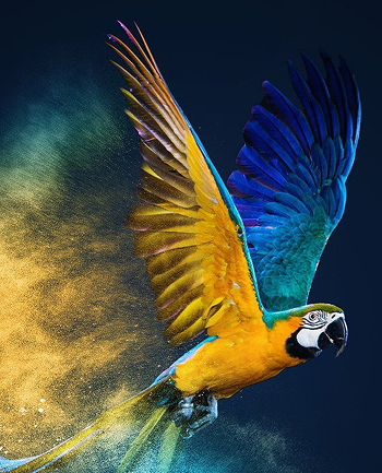 Parrot